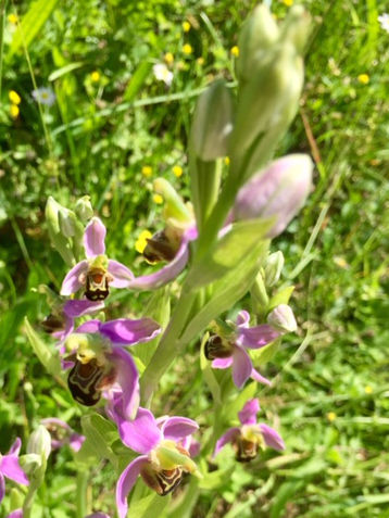 Orchidée ophrys abeille à la Distillerie du Vercors