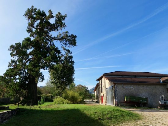 sequoia_distillerie_du_vercors Séquoia de la Distillerie du Vercors