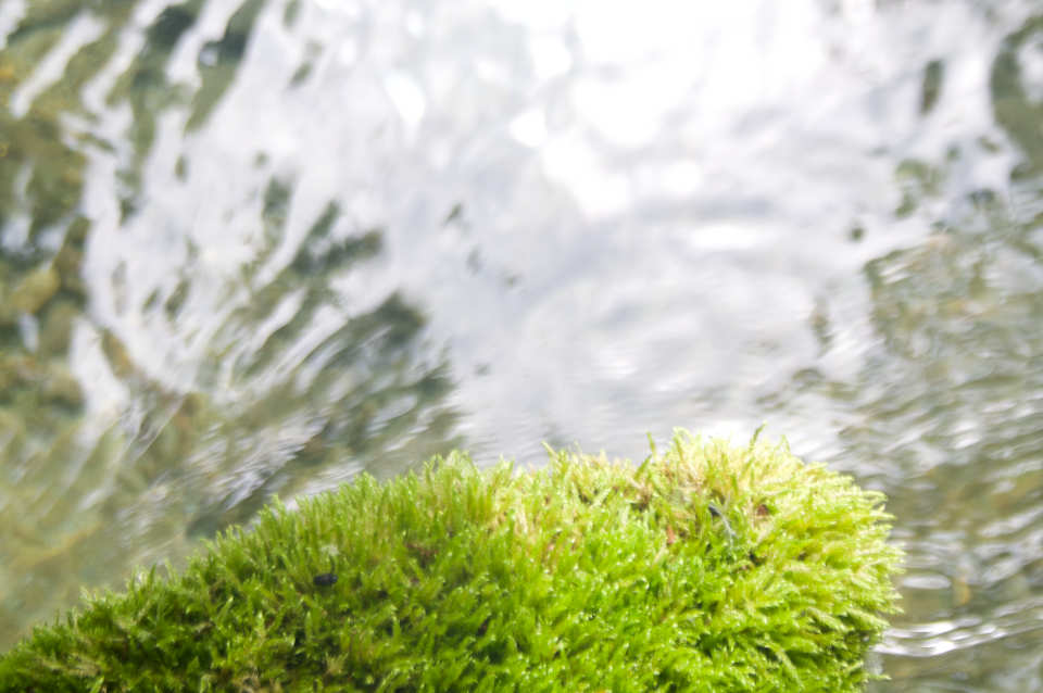 L'eau de source du Vercors pour fabriquer du Whisky bio