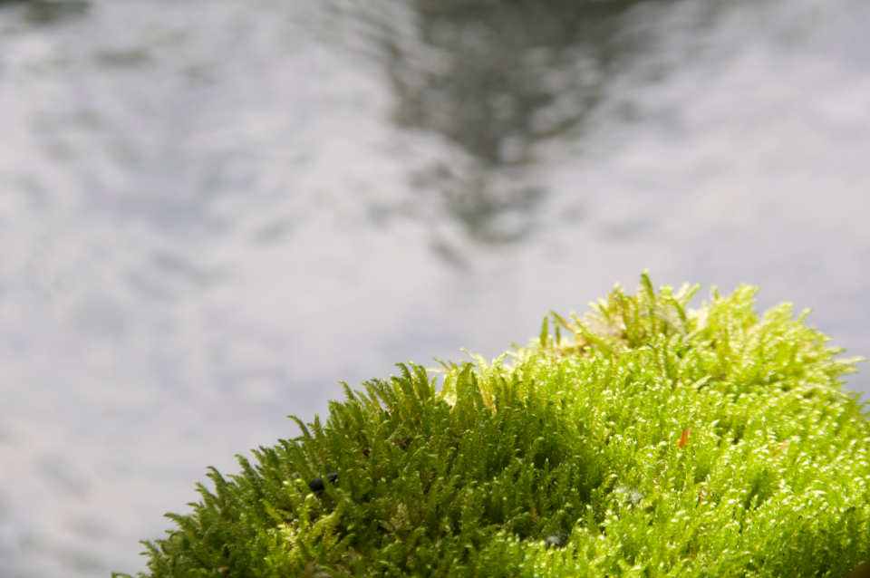 L'eau de source du Vercors pour un Whiky Bio