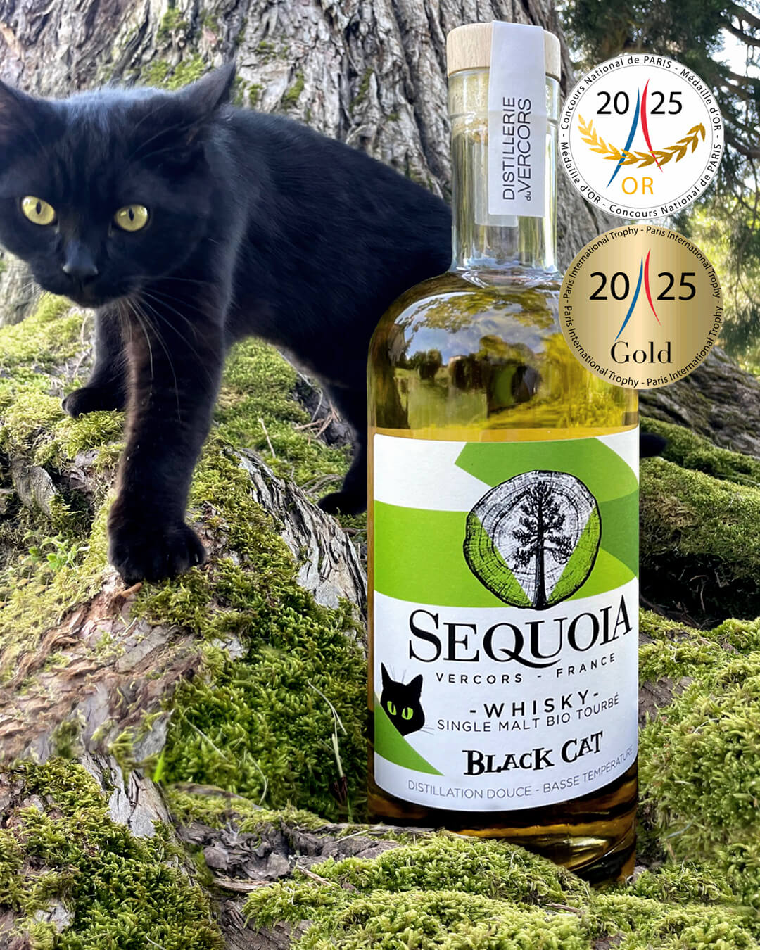 Sequoia_whisky_Black-Cat_Médailles_Paris_2025 Au pied du Séquoia géant, Black un des chat de la Distillerie du Vercors prend la pose devant la bouteille de whisky Black Cat