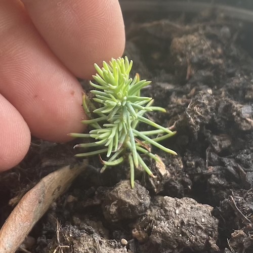 la séquoia poussé, 1 an déjà