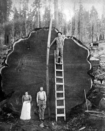 photo d'un séquoia géant coupé avec 3 hommes, dont un sur une échelle, qui semblent petits à côté